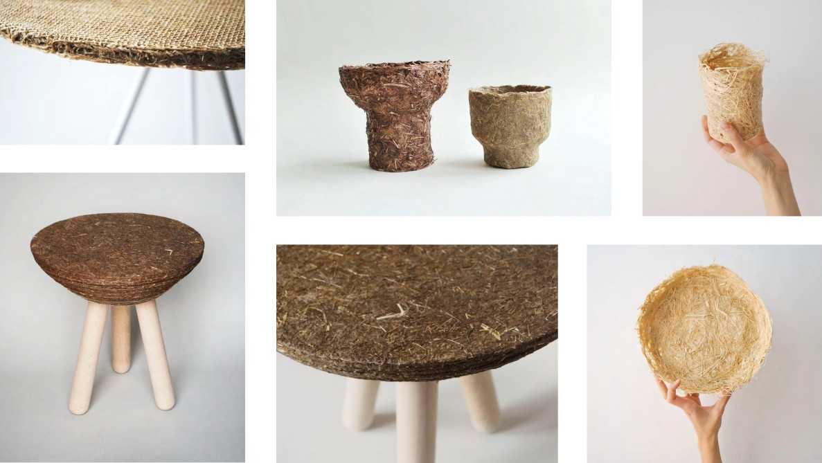 Cannabis sativa furnitureaa.webp